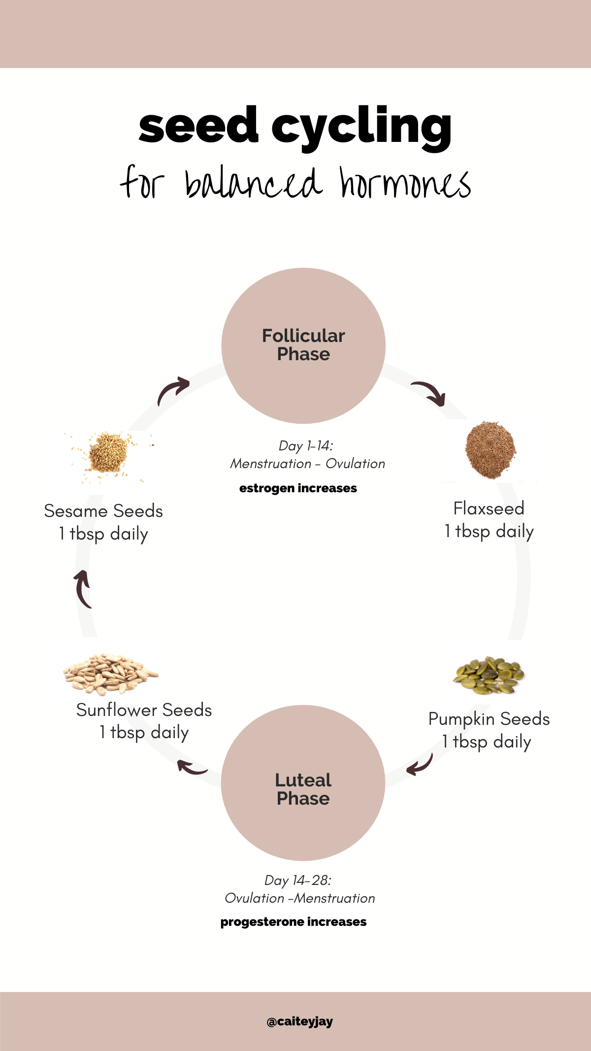 Seed cycling chart. An infographic that shows the seeds you should eat at each point of the menstrual cycle. 