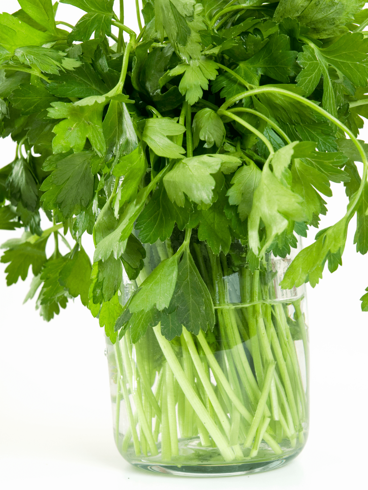 A bunch of fresh cilantro in a mason jar with one inch of water at the bottom. 