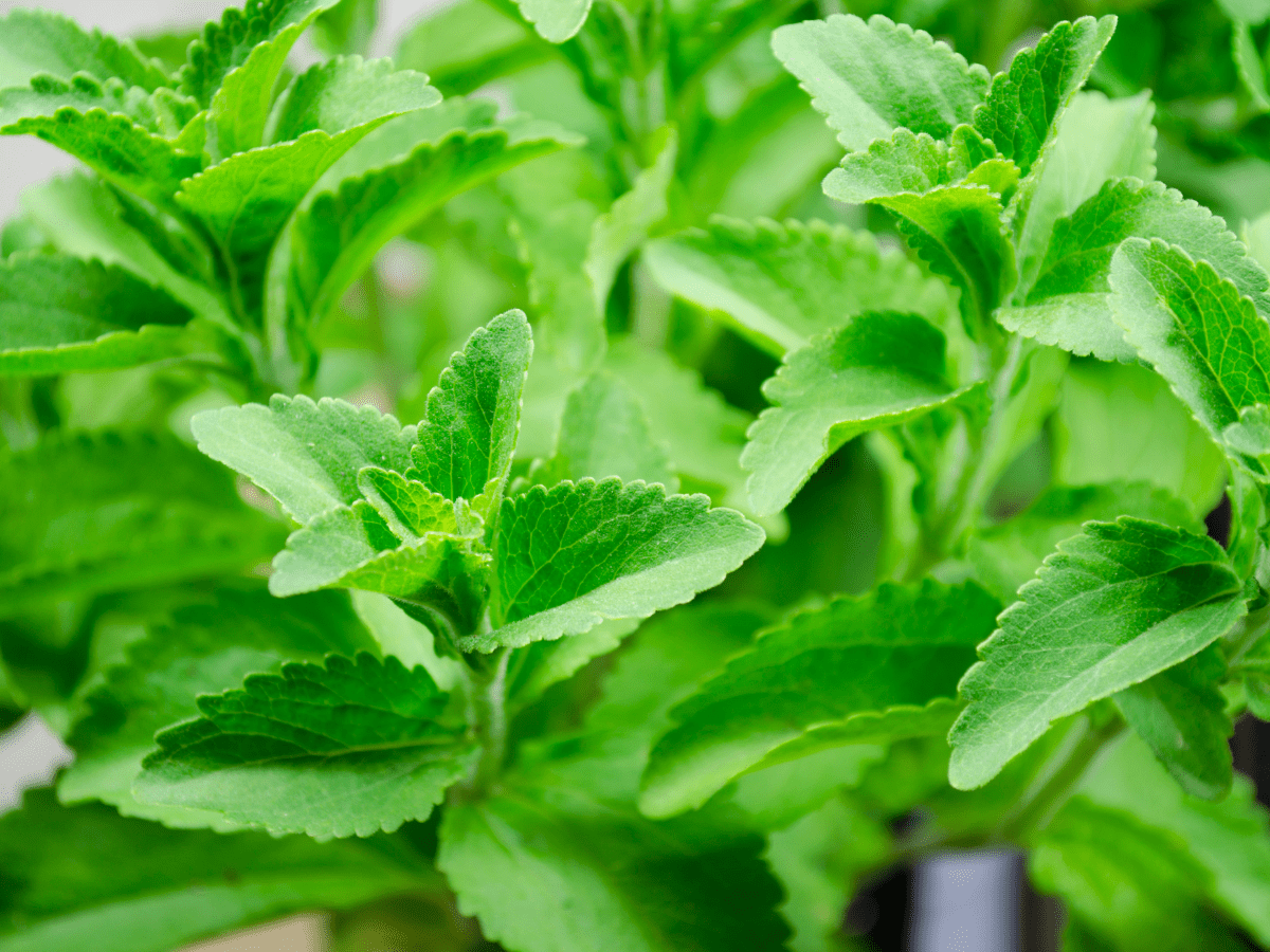 Stevia plant shot up close.