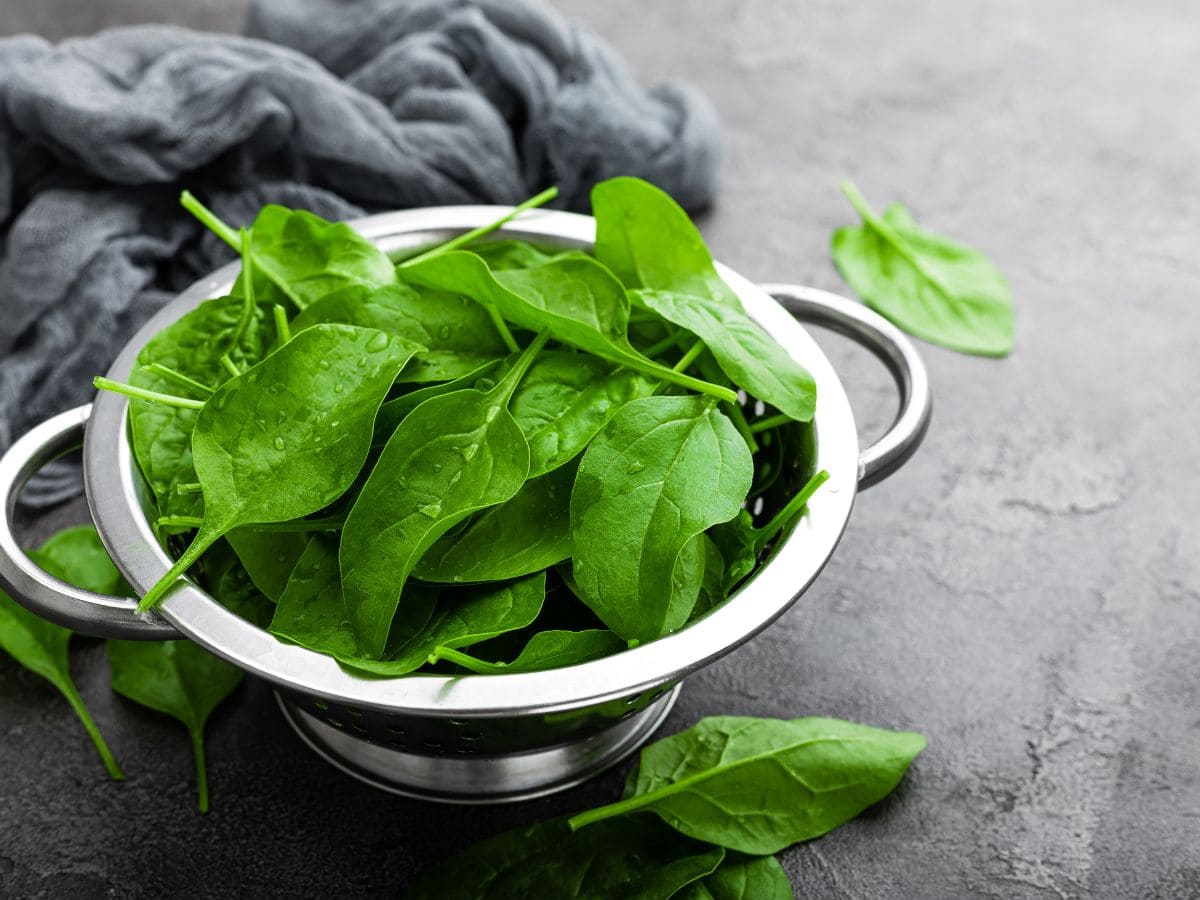 Fresh spinach in a colander on a grey countertop.