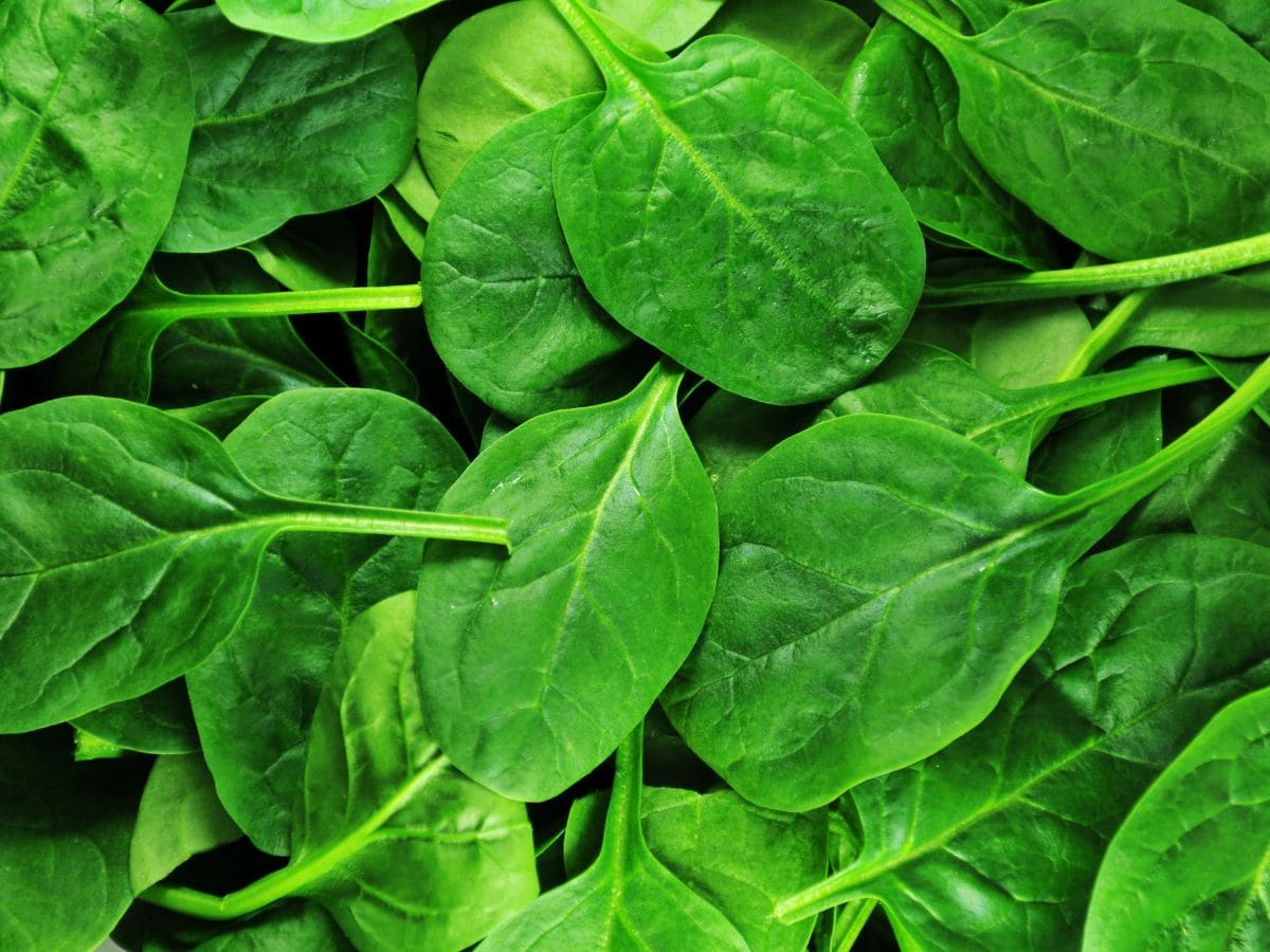 Up close shot of spinach.