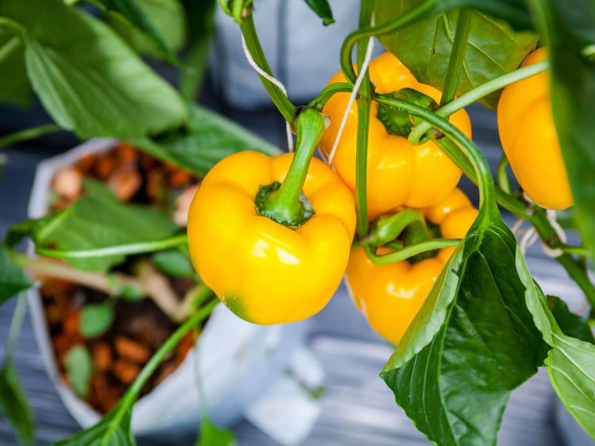 How to Store Bell Peppers Like a Pro